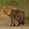 Wild cat sighting in Sri Lanka 