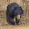 a sloth bear roaming at Wilpattu National Park Sri Lanka